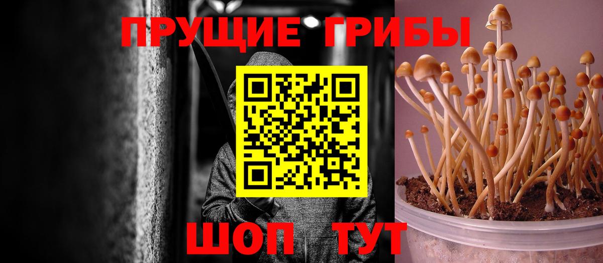 Галлюциногенные грибы Psilocybe Зеленогорск